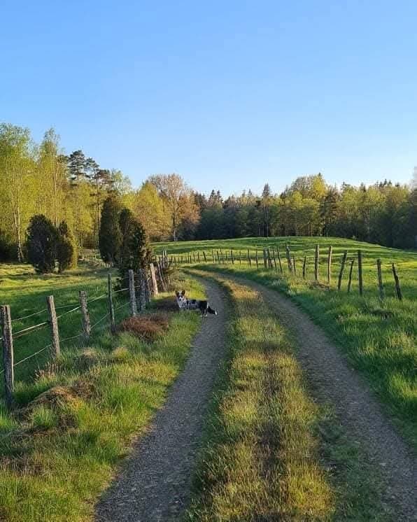 Vänneböke i Strömsnäsbruk