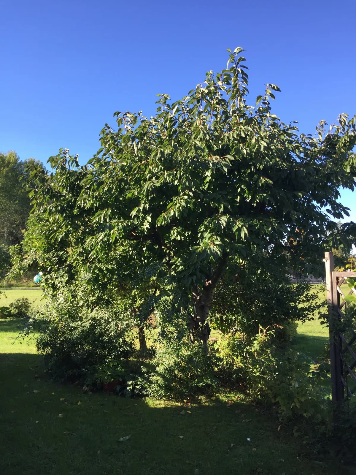 Linvägen i Ekerö