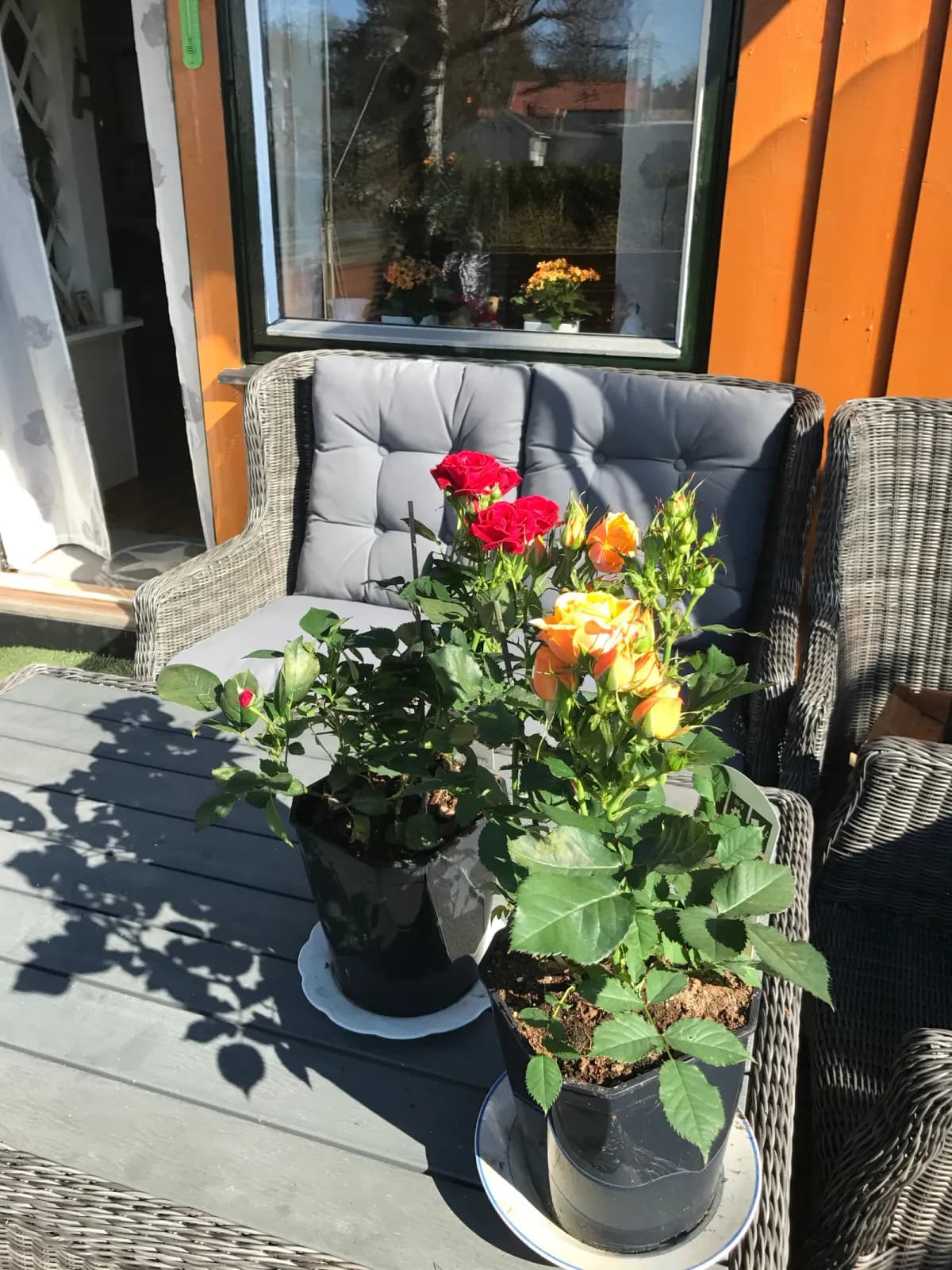skogly veien i Larkollen