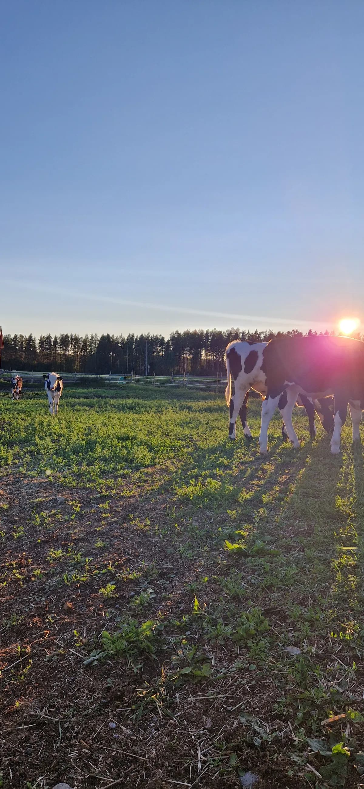 Östra Gafsele i Åsele