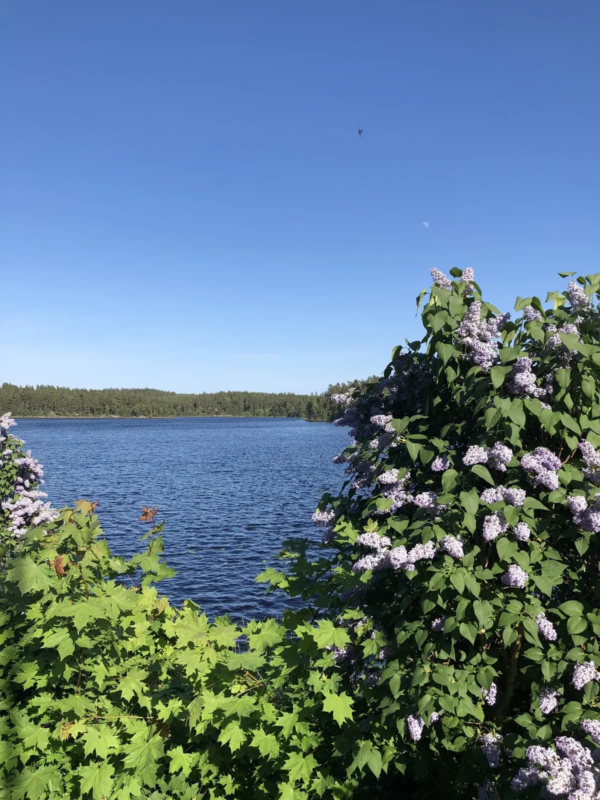 Älsebo i Åby