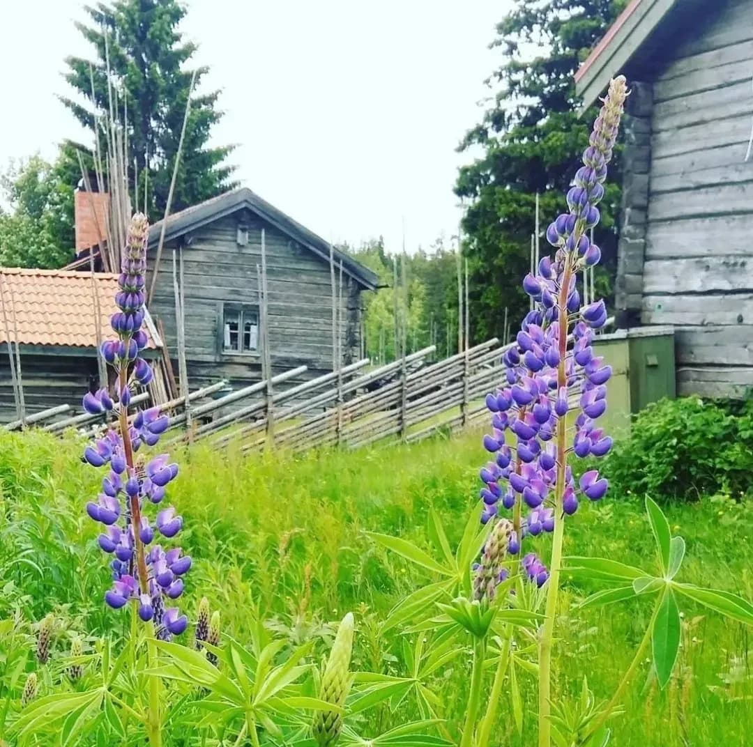 Harsavallsvägen i Järvsö