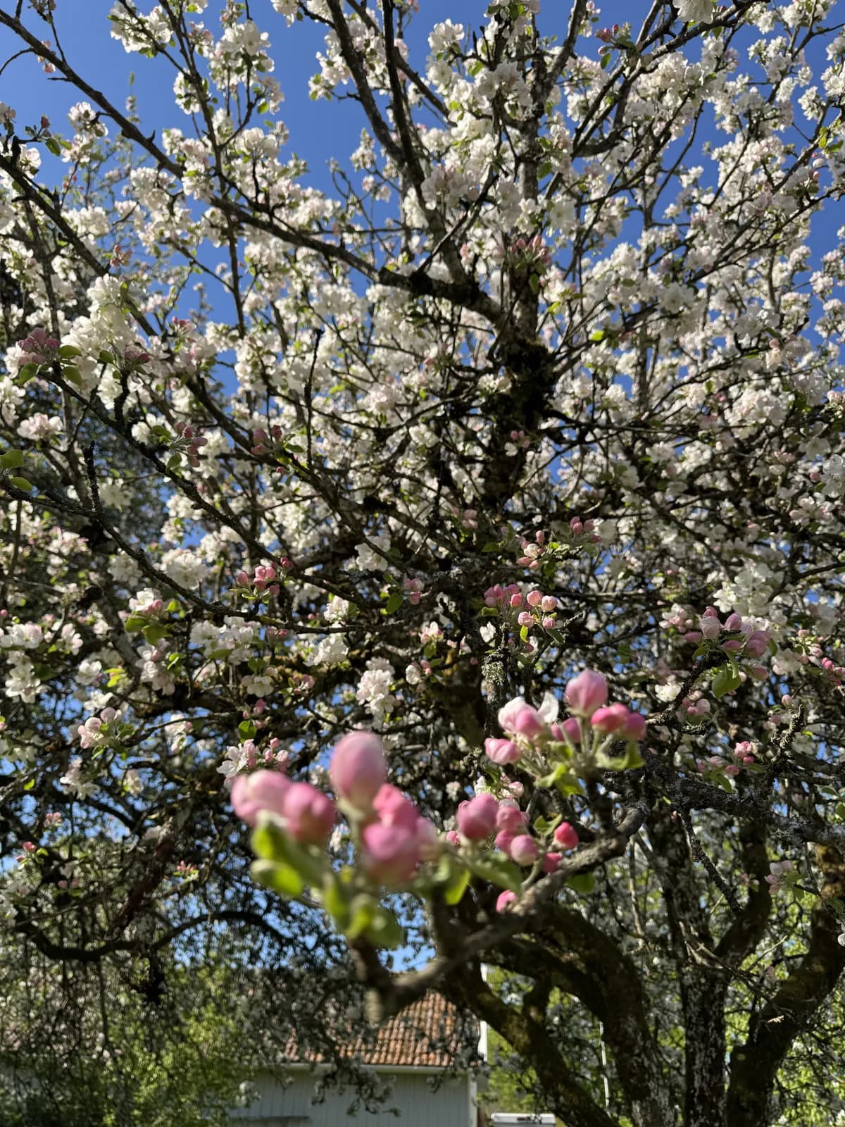 Varbergsvägen i Björketorp