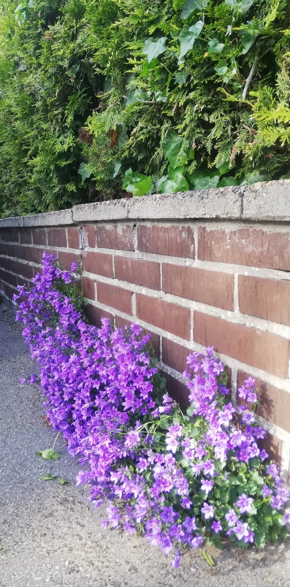 Madbäcksgatan i Arlöv