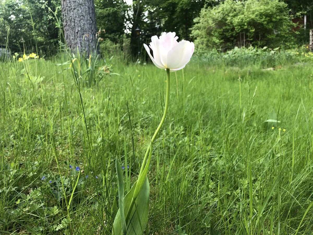 Björkkullavägen i Väddö