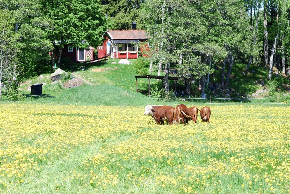 Görvälstorpsvägen i Edsbro