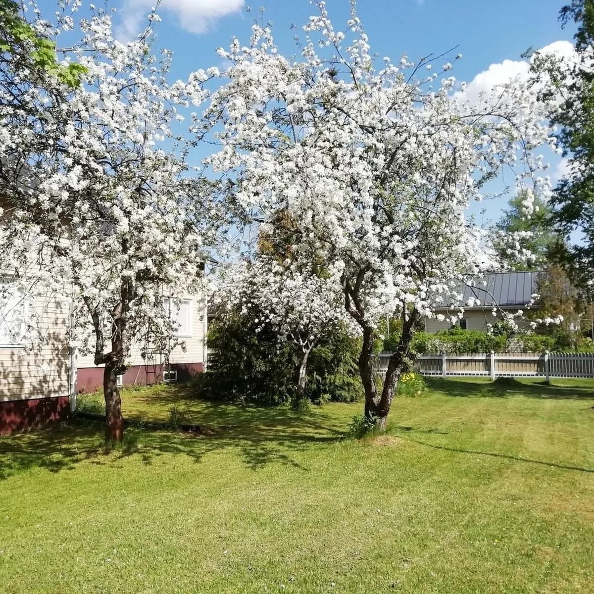 Tammikatu