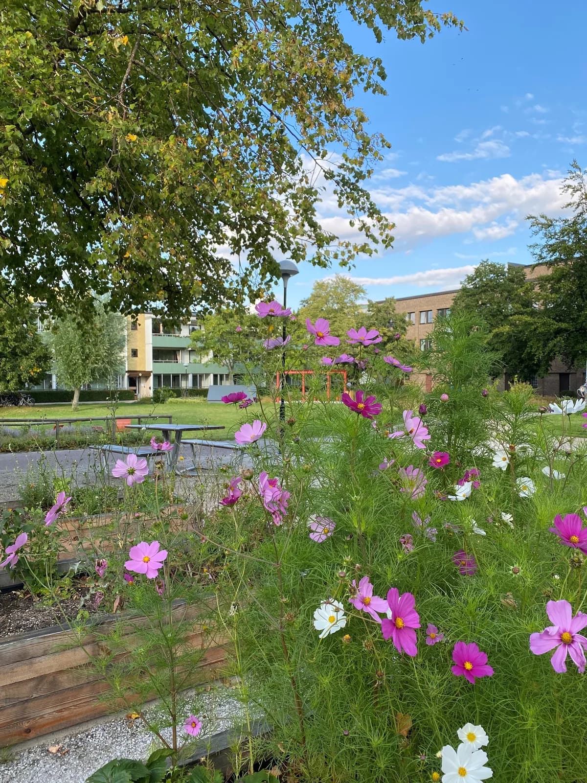 Svansjögatan i Malmö